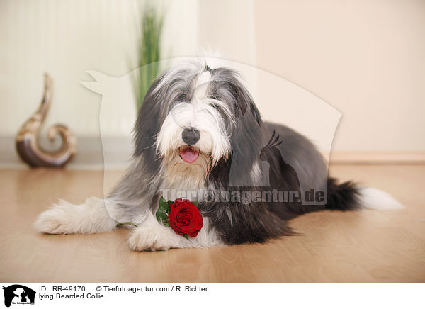 liegender Bearded Collie / lying Bearded Collie / RR-49170