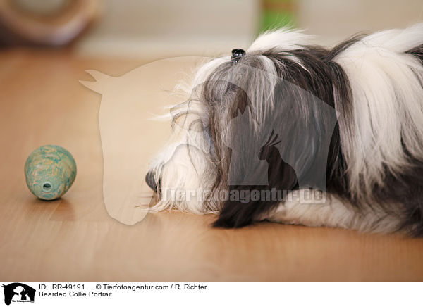 Bearded Collie Portrait / Bearded Collie Portrait / RR-49191