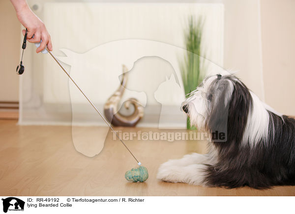 liegender Bearded Collie / lying Bearded Collie / RR-49192