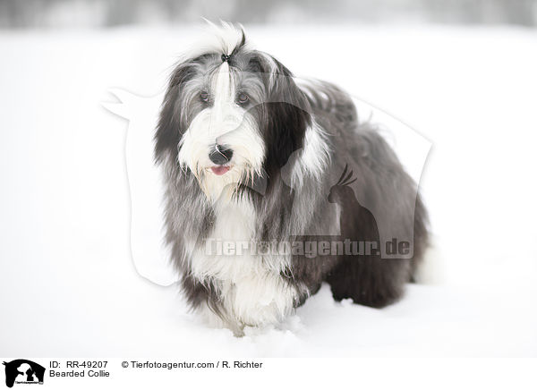 Bearded Collie / Bearded Collie / RR-49207