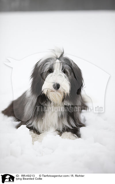 liegender Bearded Collie / lying Bearded Collie / RR-49213
