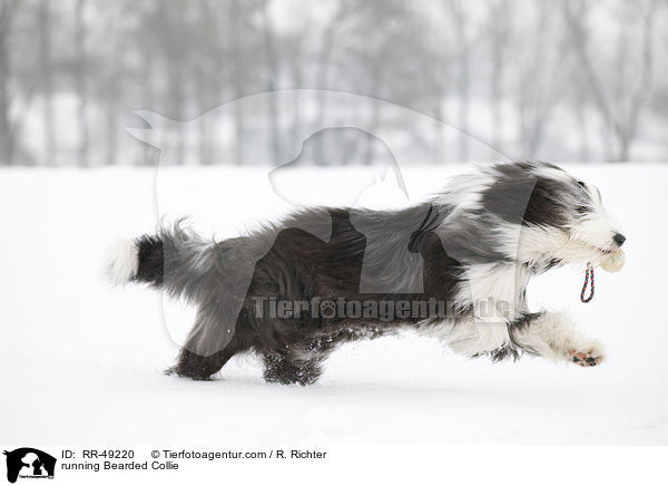 rennender Bearded Collie / running Bearded Collie / RR-49220