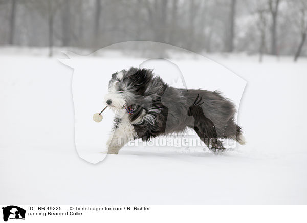 rennender Bearded Collie / running Bearded Collie / RR-49225