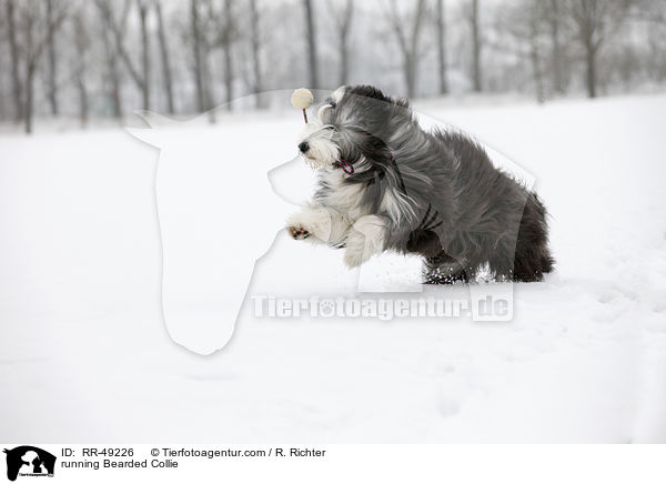 rennender Bearded Collie / running Bearded Collie / RR-49226