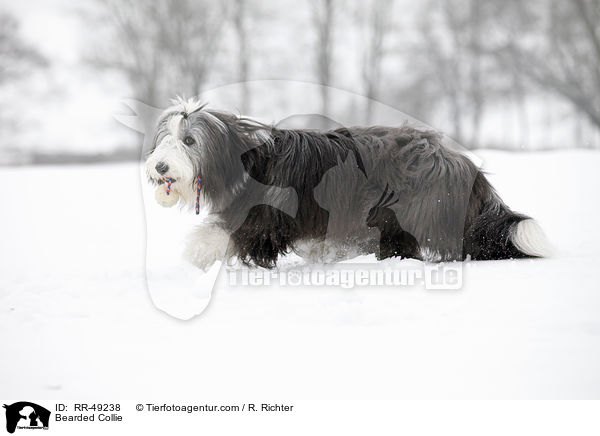 Bearded Collie / Bearded Collie / RR-49238