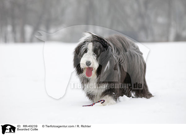 Bearded Collie / Bearded Collie / RR-49239