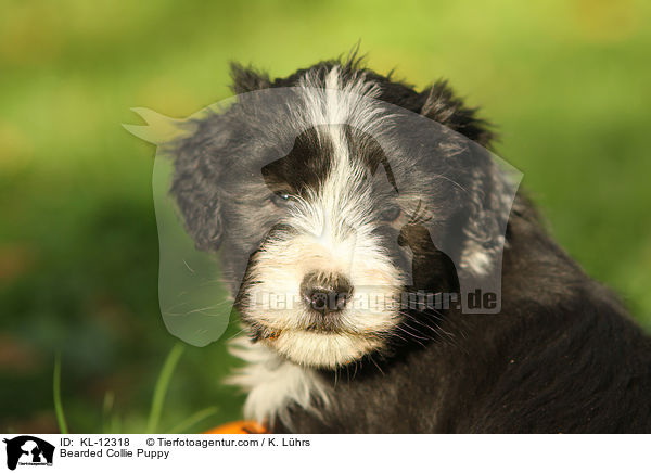 Bearded Collie Welpe / Bearded Collie Puppy / KL-12318