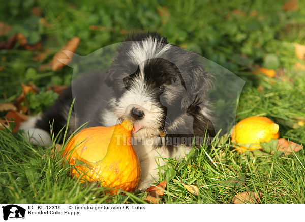 Bearded Collie Welpe / Bearded Collie Puppy / KL-12319