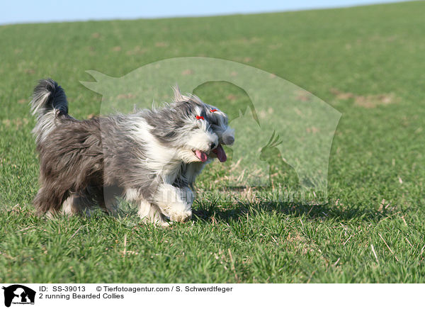 2 rennende Bearded Collies / 2 running Bearded Collies / SS-39013