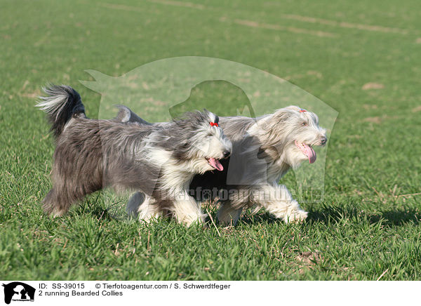 2 rennende Bearded Collies / 2 running Bearded Collies / SS-39015