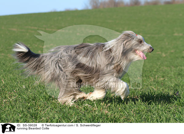 rennender Bearded Collie / running Bearded Collie / SS-39028