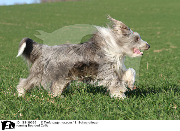rennender Bearded Collie / running Bearded Collie / SS-39029