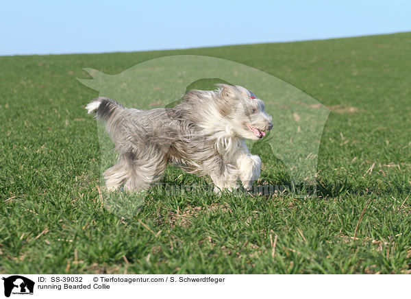 rennender Bearded Collie / running Bearded Collie / SS-39032