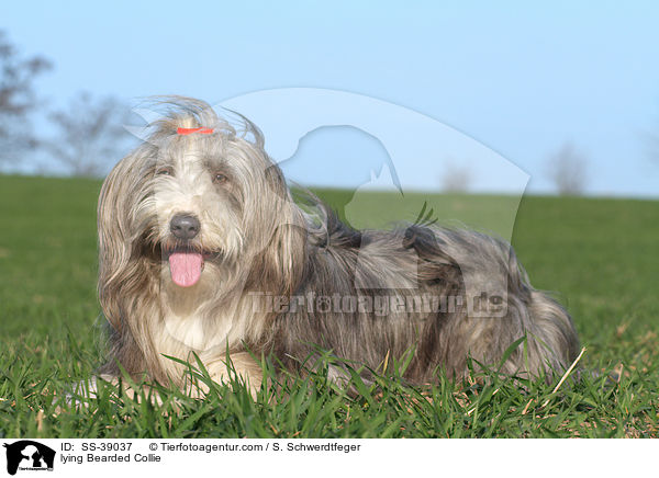 liegender Bearded Collie / lying Bearded Collie / SS-39037