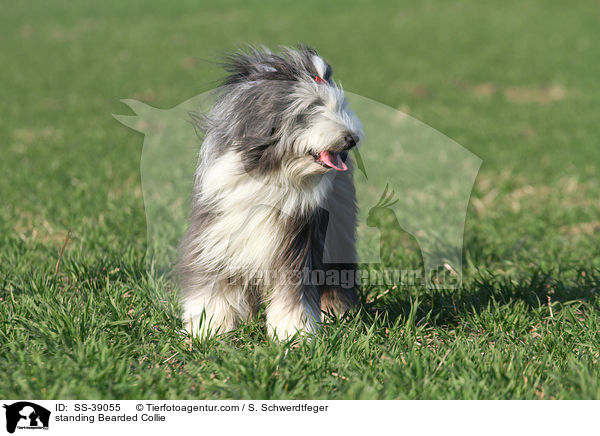 stehender Bearded Collie / standing Bearded Collie / SS-39055