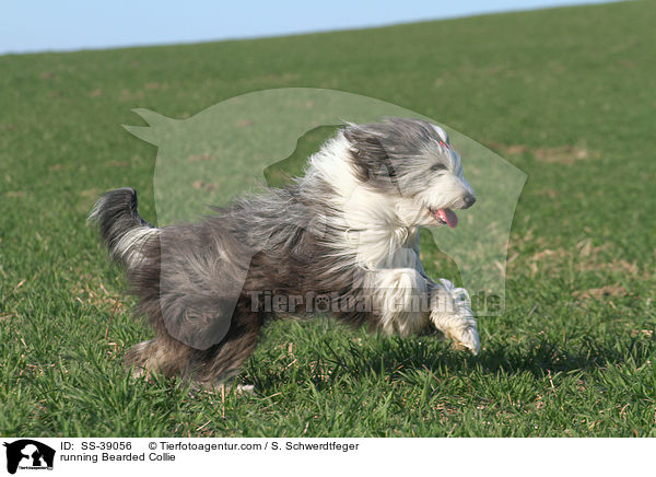 rennender Bearded Collie / running Bearded Collie / SS-39056