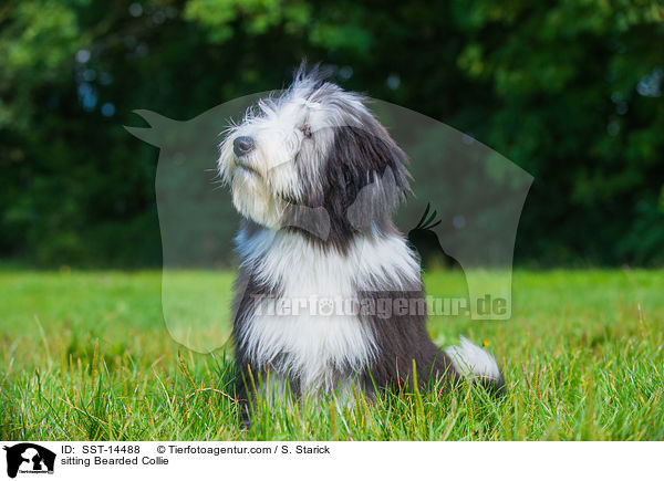 sitzender Bearded Collie / sitting Bearded Collie / SST-14488