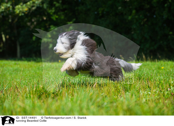rennender Bearded Collie / running Bearded Collie / SST-14491