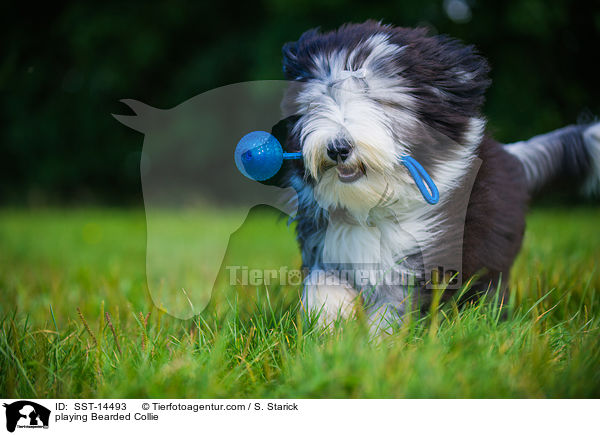 playing Bearded Collie / SST-14493