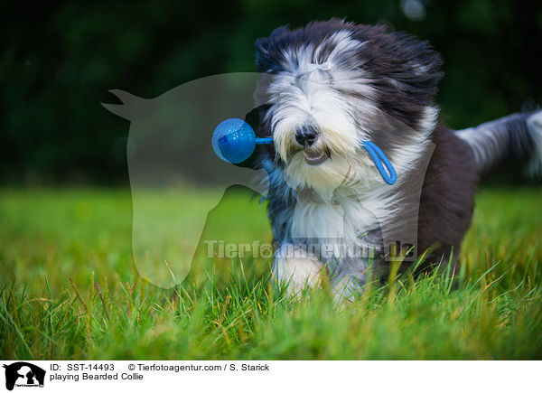 spielender Bearded Collie / playing Bearded Collie / SST-14493
