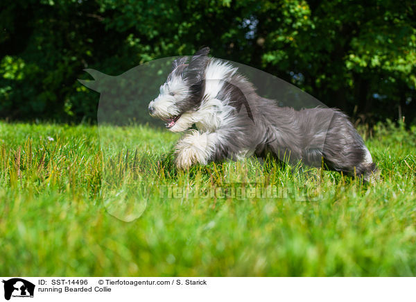 rennender Bearded Collie / running Bearded Collie / SST-14496