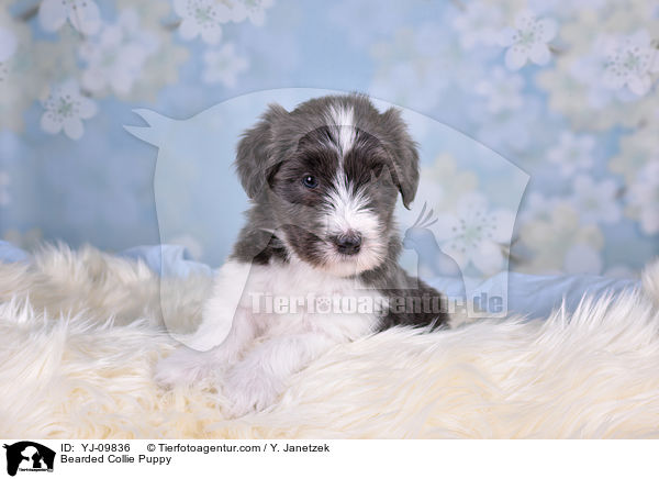 Bearded Collie Welpe / Bearded Collie Puppy / YJ-09836