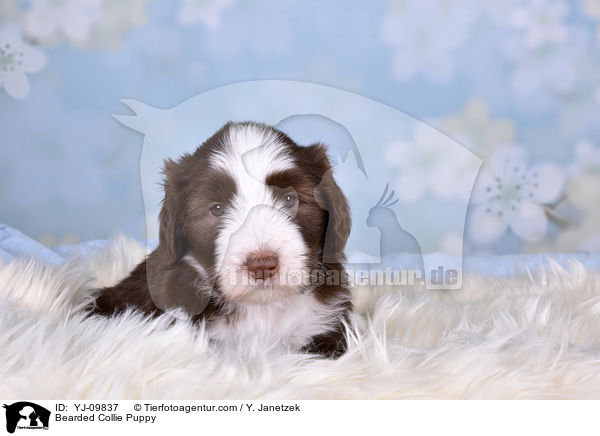Bearded Collie Welpe / Bearded Collie Puppy / YJ-09837