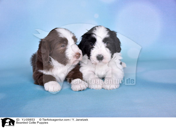 Bearded Collie Welpen / Bearded Collie Puppies / YJ-09853