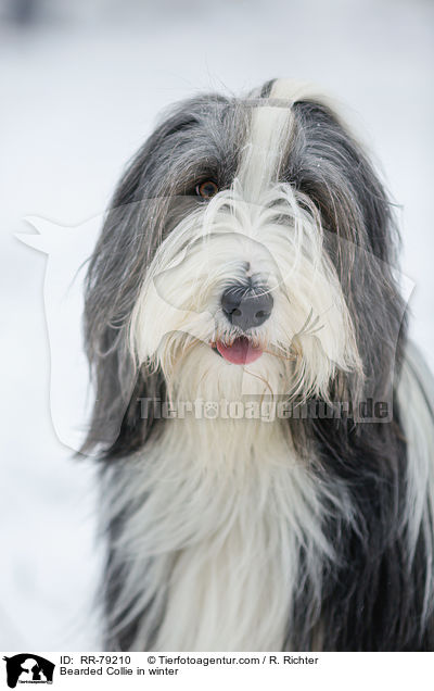 Bearded Collie im Winter / Bearded Collie in winter / RR-79210