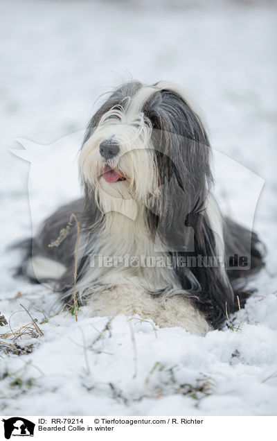 Bearded Collie im Winter / Bearded Collie in winter / RR-79214