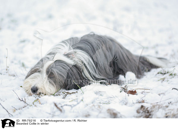 Bearded Collie im Winter / Bearded Collie in winter / RR-79216