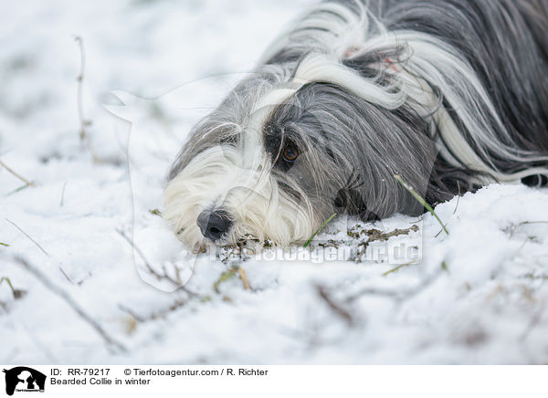 Bearded Collie in winter / RR-79217