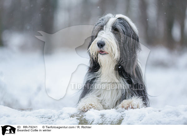 Bearded Collie im Winter / Bearded Collie in winter / RR-79241