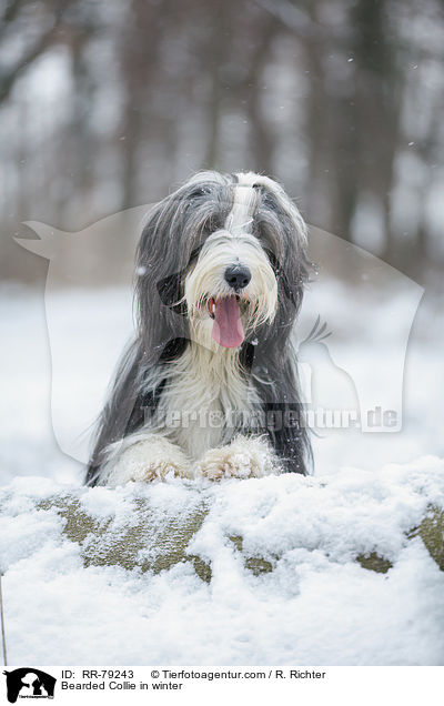 Bearded Collie im Winter / Bearded Collie in winter / RR-79243