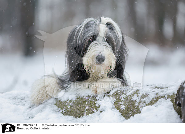 Bearded Collie im Winter / Bearded Collie in winter / RR-79251