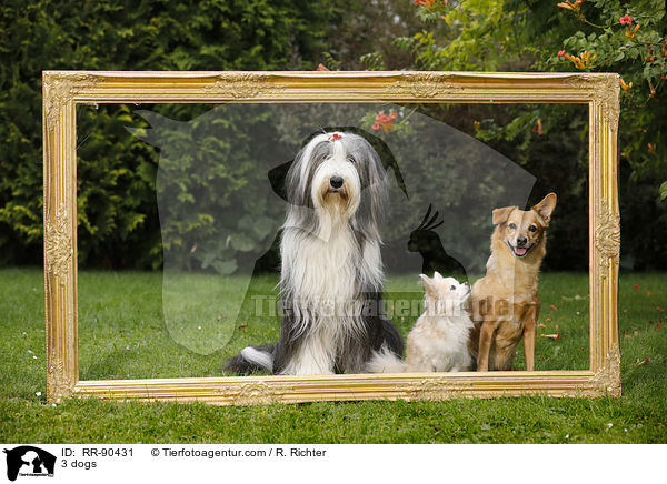 3 Hunde / 3 dogs / RR-90431