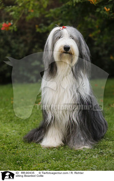sitzender Bearded Collie / sitting Bearded Collie / RR-90435