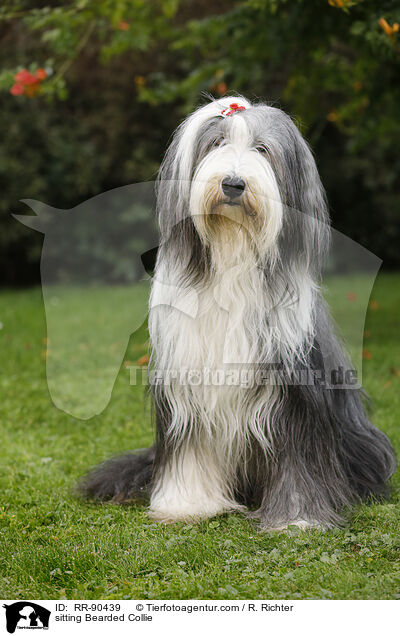 sitzender Bearded Collie / sitting Bearded Collie / RR-90439