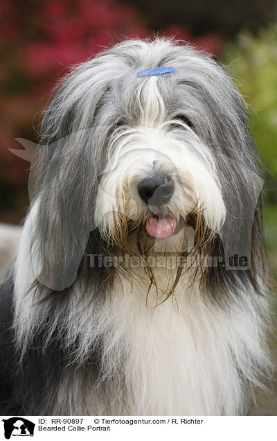 Bearded Collie Portrait / Bearded Collie Portrait / RR-90897