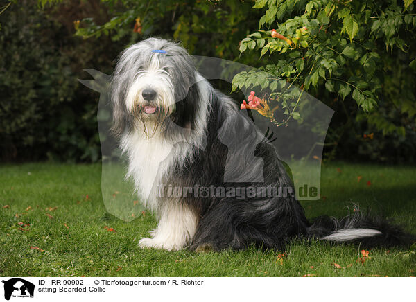 sitzender Bearded Collie / sitting Bearded Collie / RR-90902