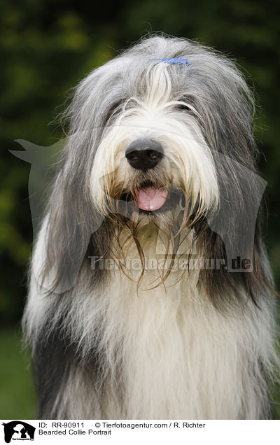 Bearded Collie Portrait / RR-90911