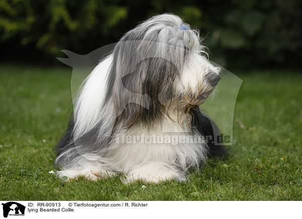 liegender Bearded Collie / lying Bearded Collie / RR-90913