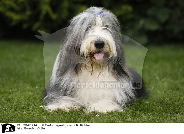 liegender Bearded Collie / lying Bearded Collie / RR-90914