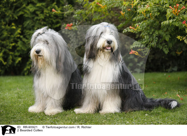 2 Bearded Collies / 2 Bearded Collies / RR-90921