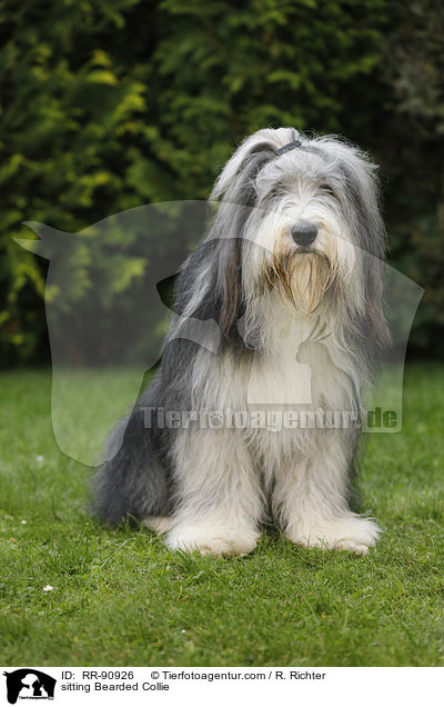 sitting Bearded Collie / RR-90926