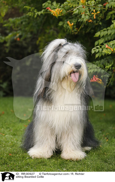 sitting Bearded Collie / RR-90927