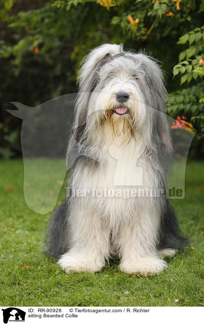 sitting Bearded Collie / RR-90928