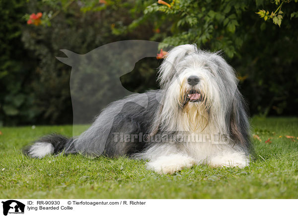 liegender Bearded Collie / lying Bearded Collie / RR-90930