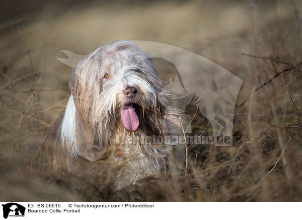 Bearded Collie Portrait / Bearded Collie Portrait / BS-06615