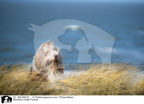 Bearded Collie Portrait / Bearded Collie Portrait / BS-06616